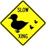 W17 1 slow duck crossing